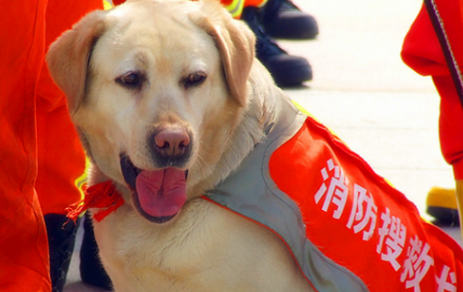 搜救犬叮当真实故事结局