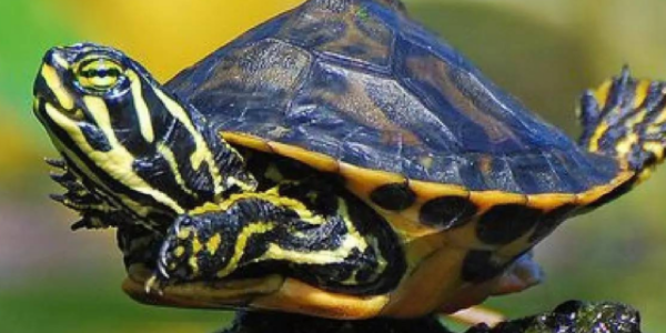 乌龟有记忆和感情吗
