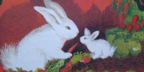 逃家小兔中兔妈妈和小兔的感情怎样