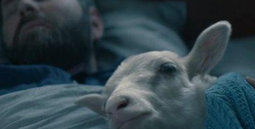 羊崽电影结局是什么